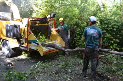 tree services Davis Junction